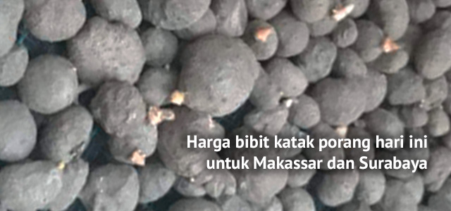 Harga bibit katak porang hari ini untuk Makassar dan Surabaya