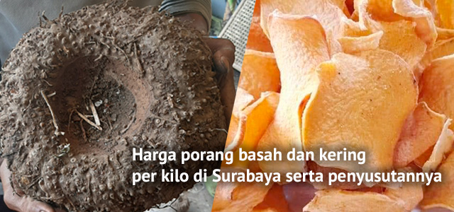 Harga porang basah dan kering per kilo di Surabaya serta penyusutannya