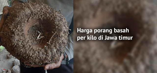 Harga porang basah per kilo di Jawa timur